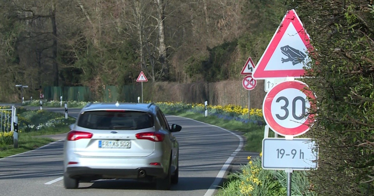 Laufende Krötenwanderung in Südbaden erreicht ihren Höhepunkt | Baden TV Süd